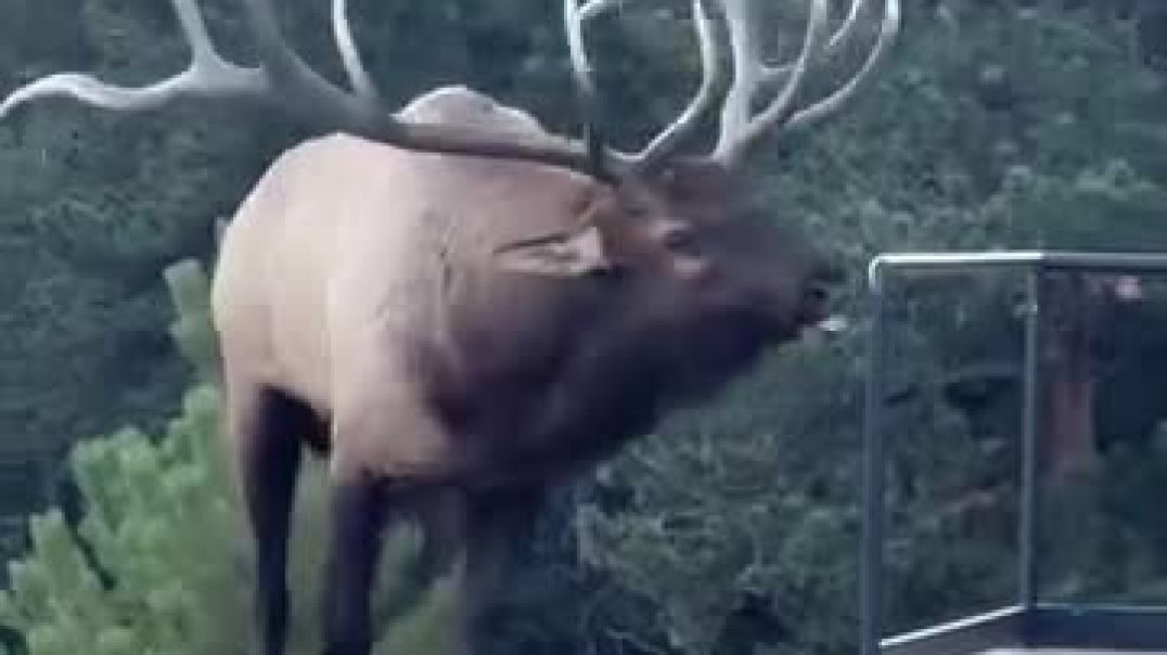 Majestic horns