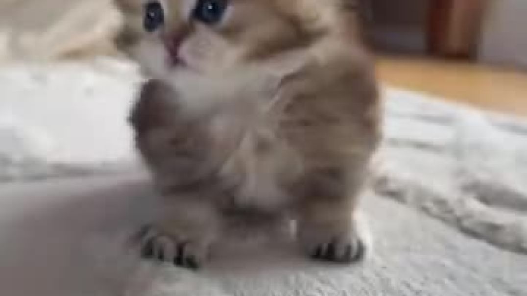 ⁣Furry magic