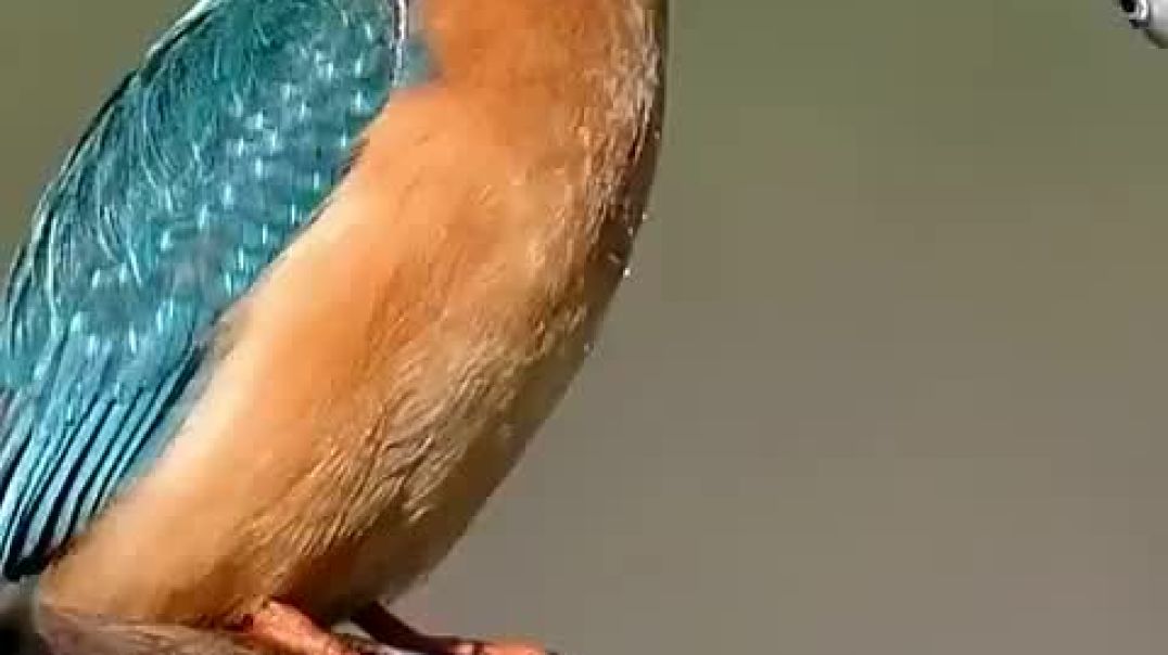 Kingfishers have NATURAL goggles!🐦🐦🐦 @animals @animalfacts