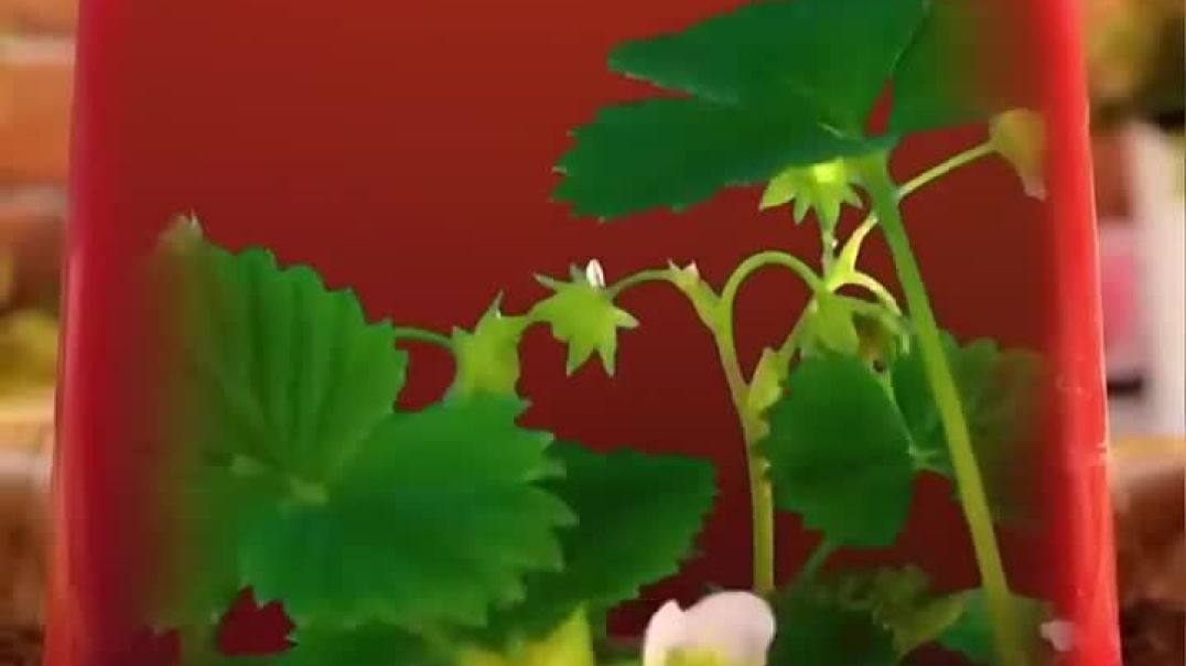 ⁣Amazing Gardening Hack