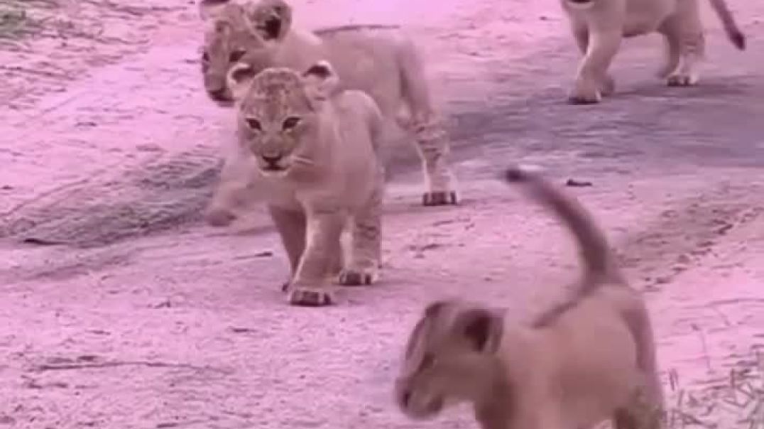⁣Cute cubs