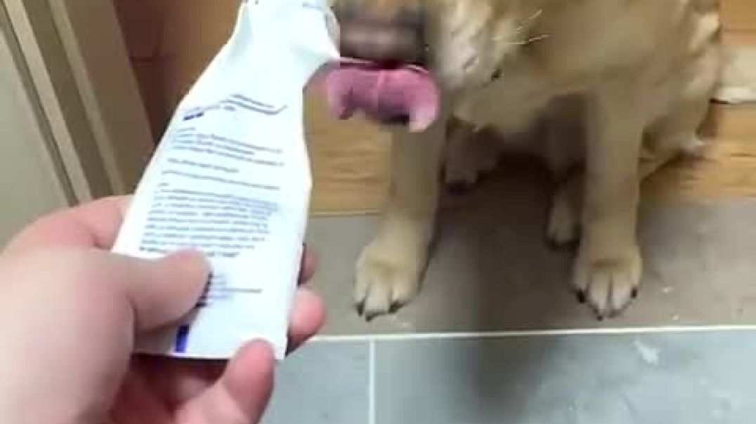 ⁣Other People Dogs Vs My Dog 😂 (pt