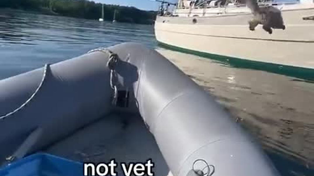 ⁣Funny Pets _ 2025😂 Funny Dogs And Funny Cats Videos 🐱 🐕 😄 @128_High