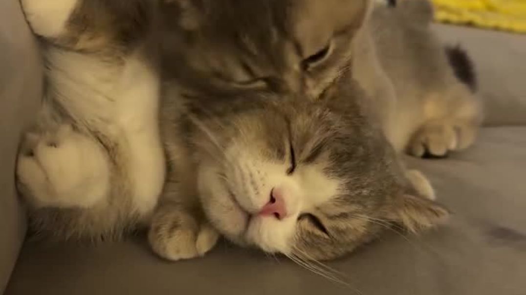 ⁣Pawsome fun