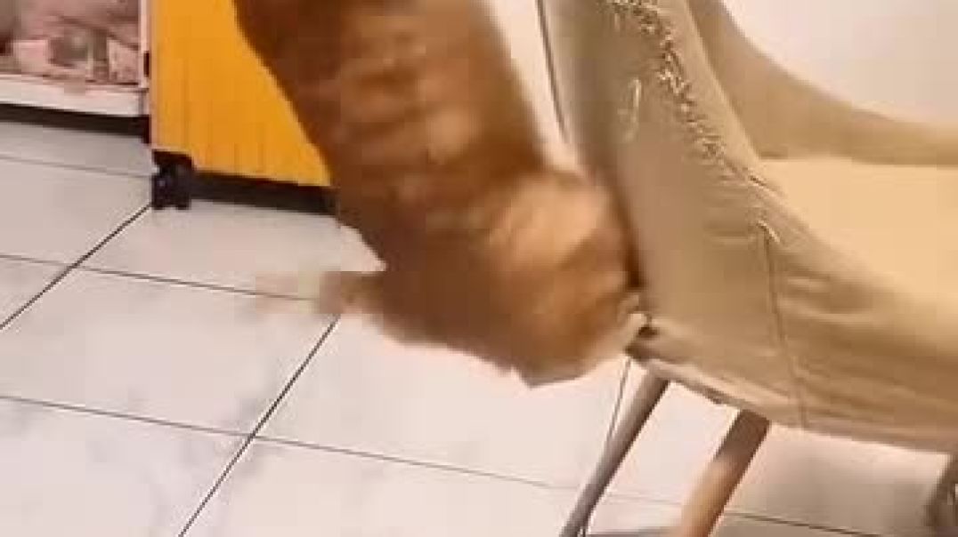 ⁣Funny catty