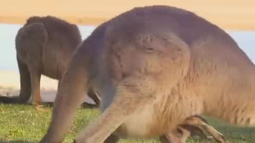 Baby Kangaroos Grow OUTSIDE The Belly!🦘🦘🍼animals @animalfacts