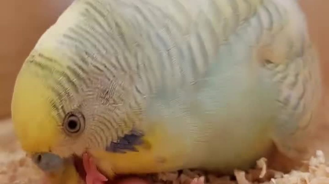 Egg hatches