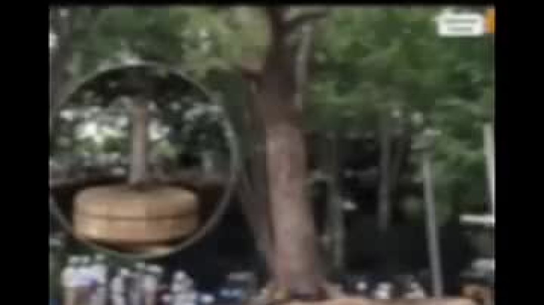In Japan Trees Are Moved, Not Removed, To Make Way For Roads