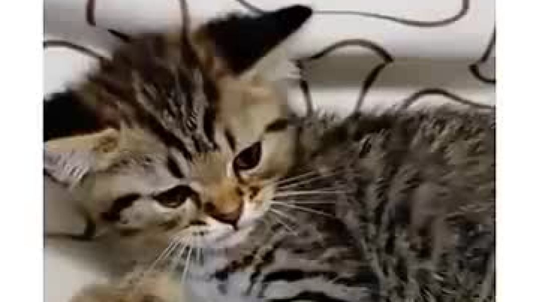 Don't be catty