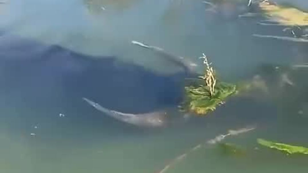 Incredible animals