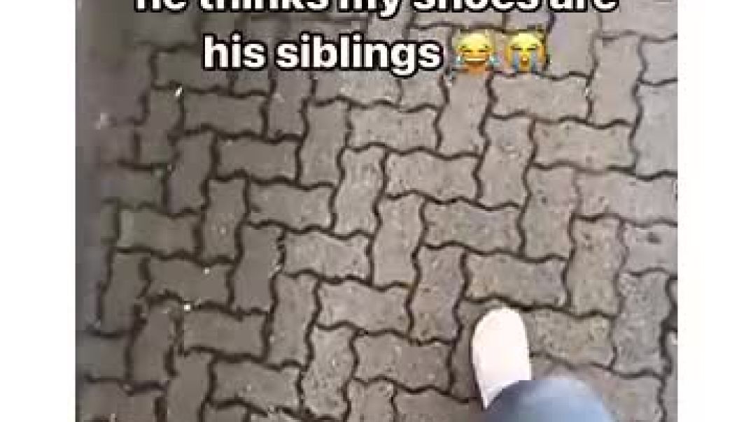 ⁣He thinks my shoes are his siby🙈🤭🤣😂