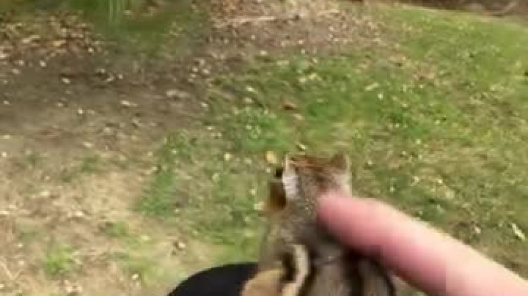 ⁣Cute lil chipmunks