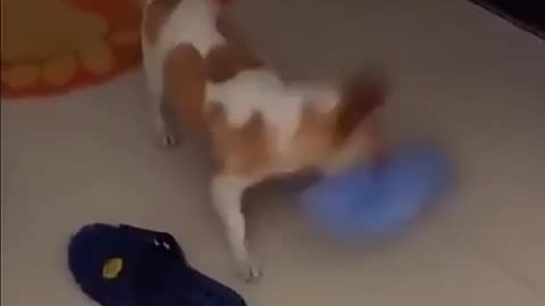 Dog wants to go out too