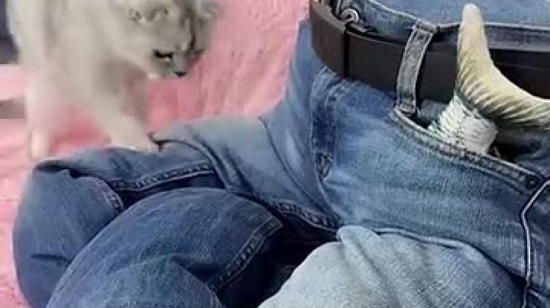 ⁣CAT BED!👖 @cats @cat