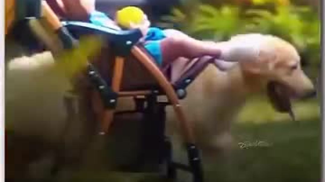 life with pets