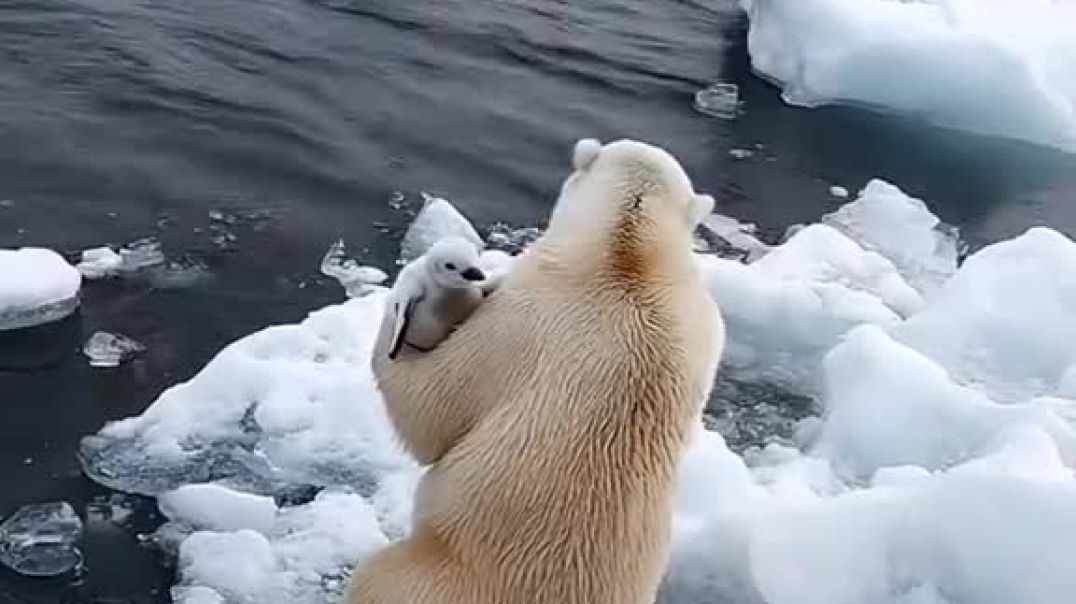 ⁣Bear care