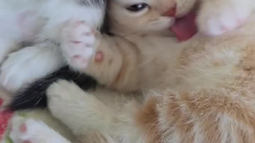 ⁣Paw-lish