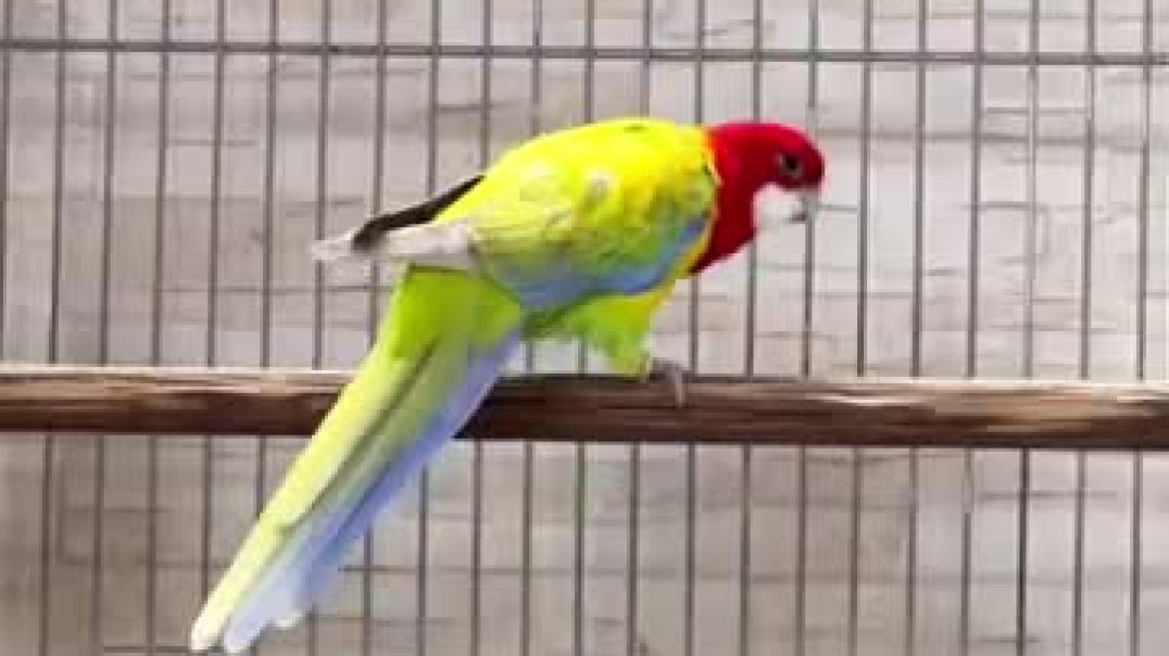 ⁣guess the bird name @birds  @foryou  @shorts