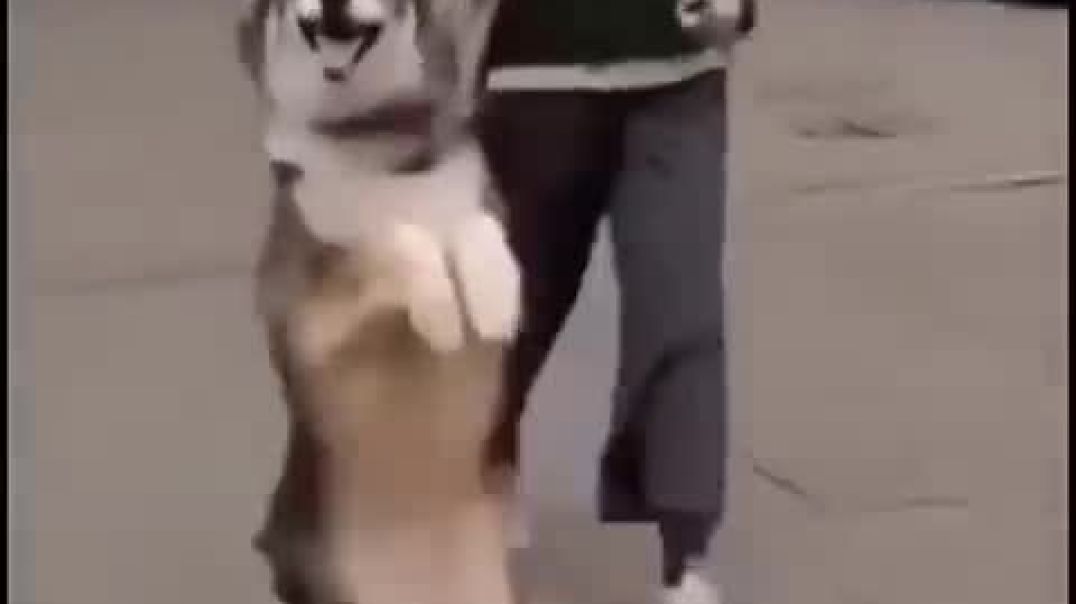 My Friends Dog vs My Dog 😂🦮_High