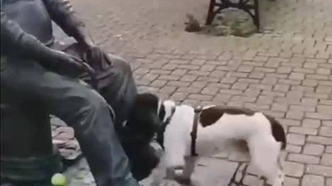 ⁣Funny animals 2025😆 - Funniest Cats and Dogs Video🐕🐈192 @shorts_High