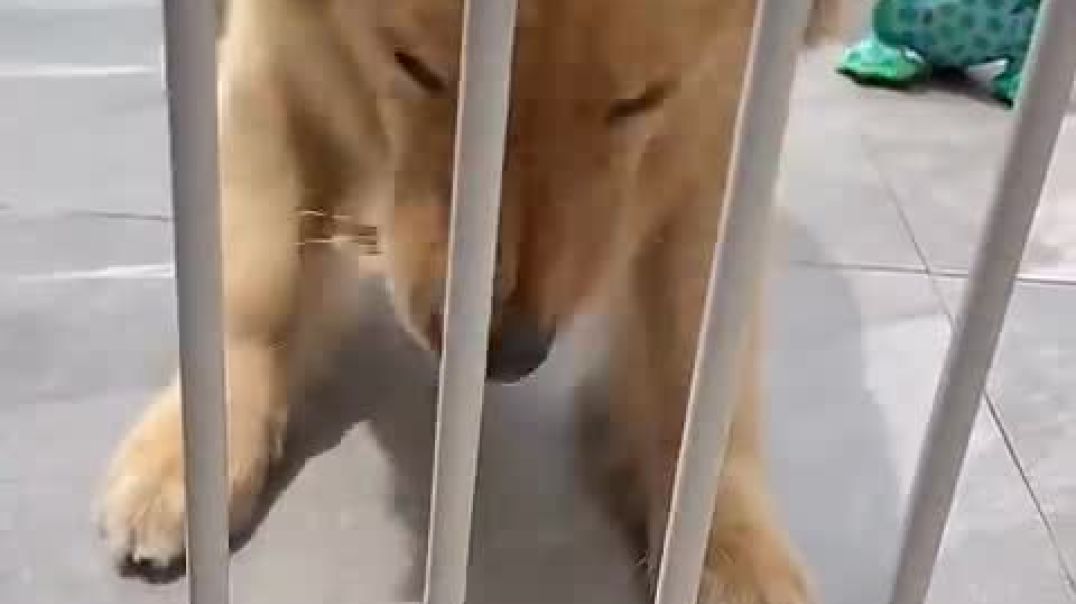Dogs Fun Challenge With Owner😍_High