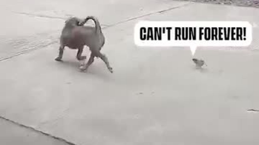 Dog chased by chick