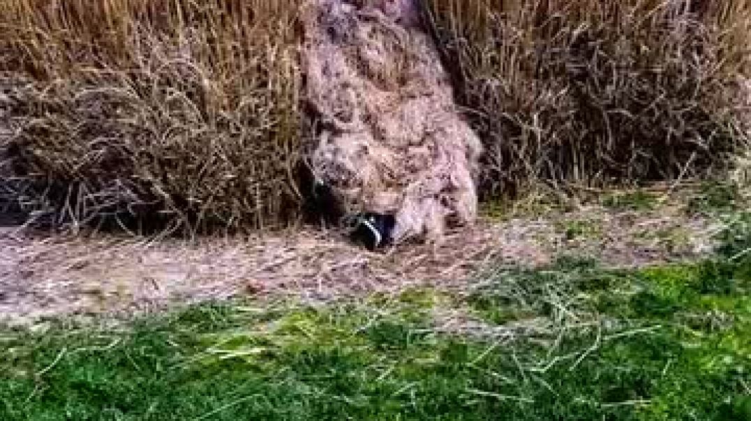 ⁣Hide and seek