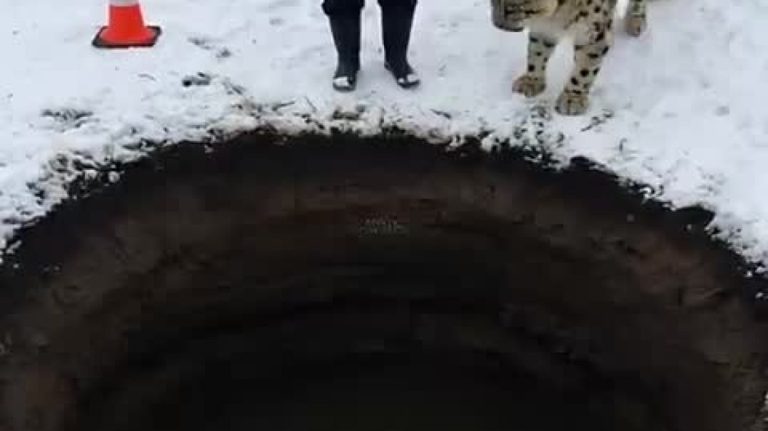 Mother Snow Leopard Saves Her Cub with the Help of an Old Guy! @animals @res_High