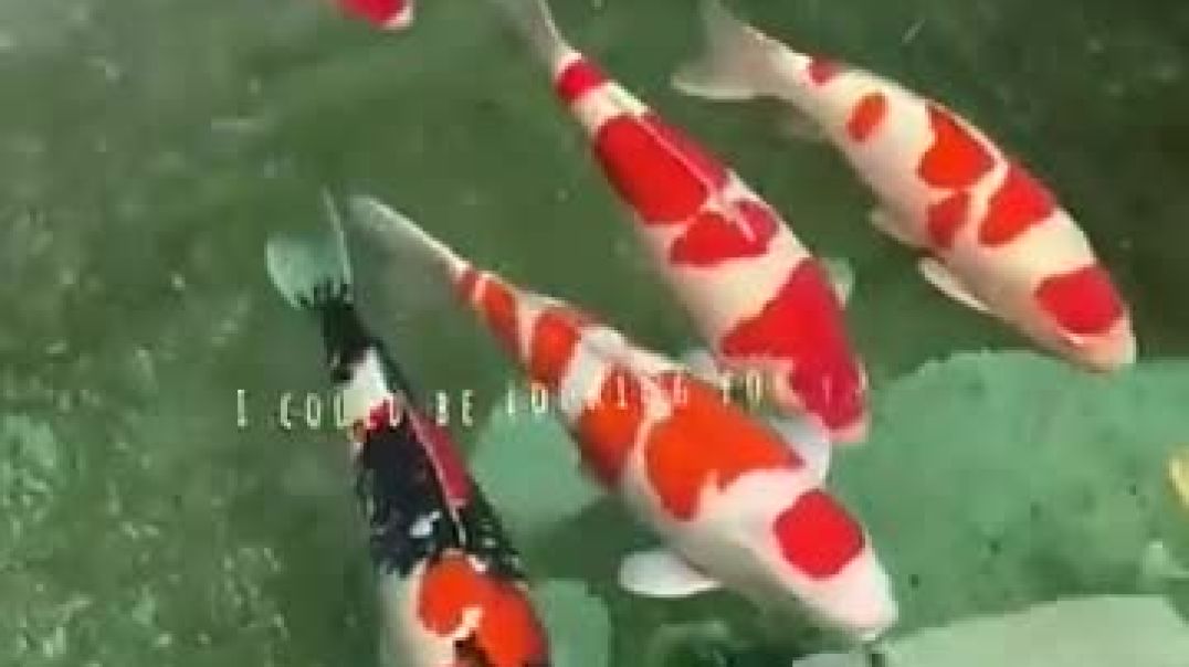 ⁣Japan and Koi Fish 🐠