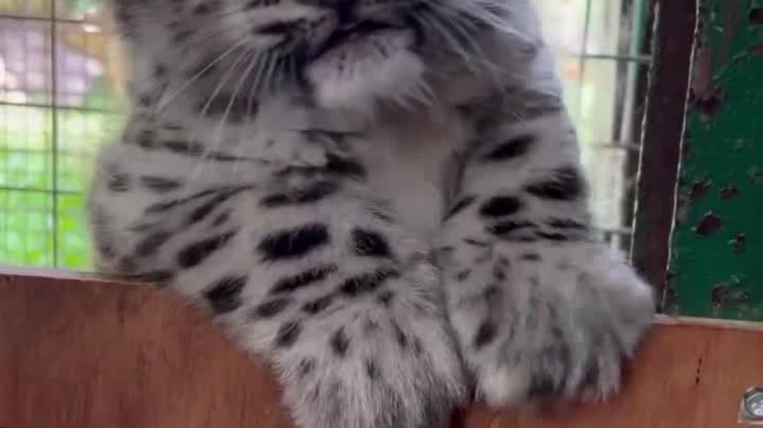 ⁣Snow leopard