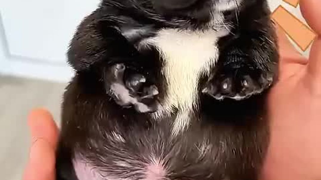 A couple saved a helpless puppy abandoned in the trash_High