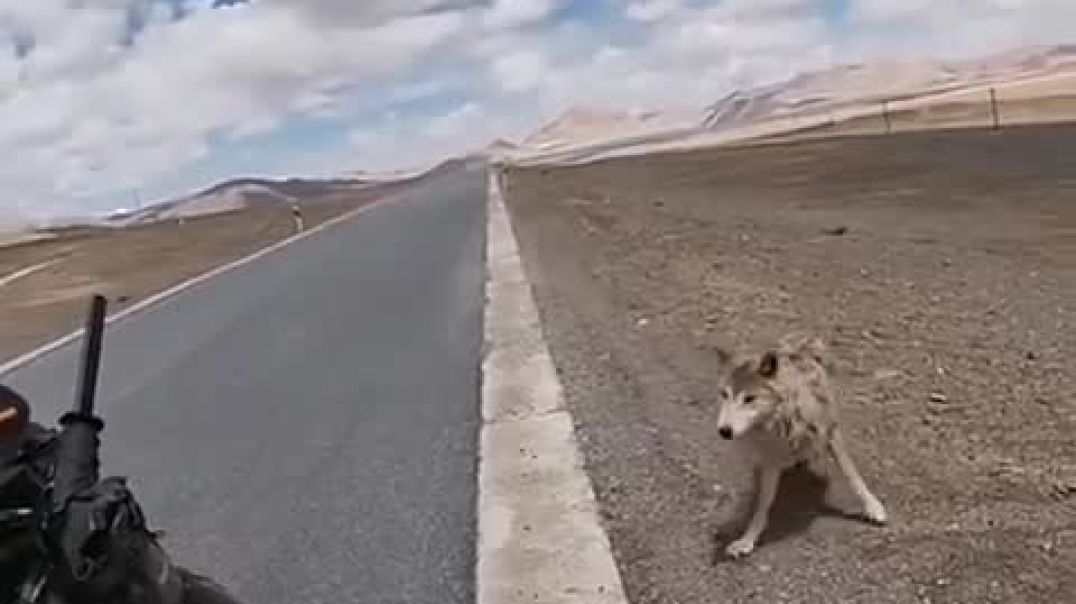 Bikers & Wolf 🐺