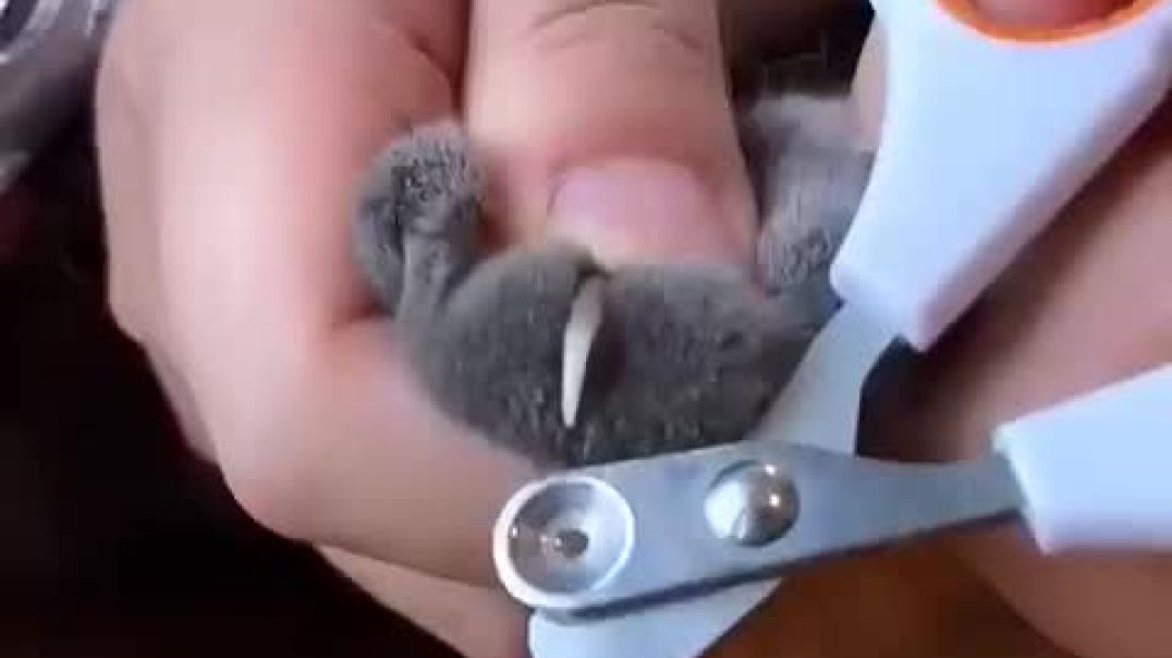 Grooming your cat