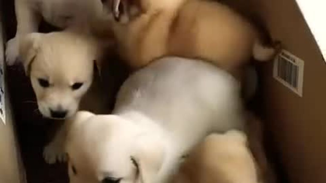 cute puppies @puppy @puppies @cuteanimals @youtubeshorts @cutedog_High