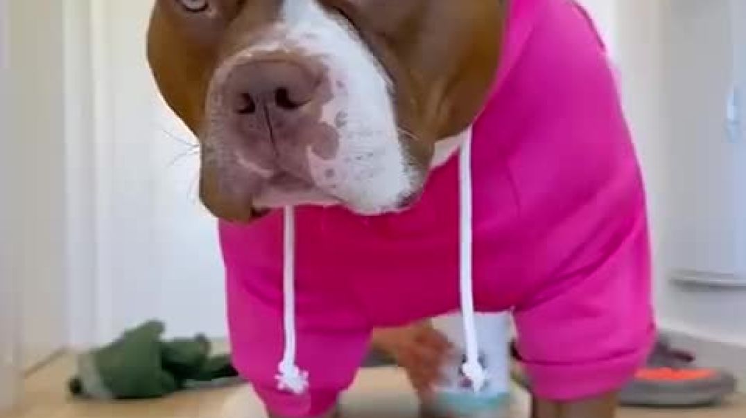 Cutest doggo you will see today 🌞_High