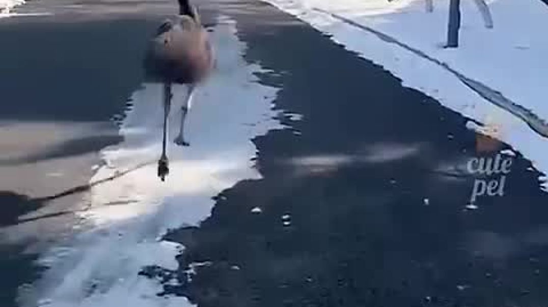 ⁣Funniest Animal Fails @viral @ylyl @animals @funnypets_High
