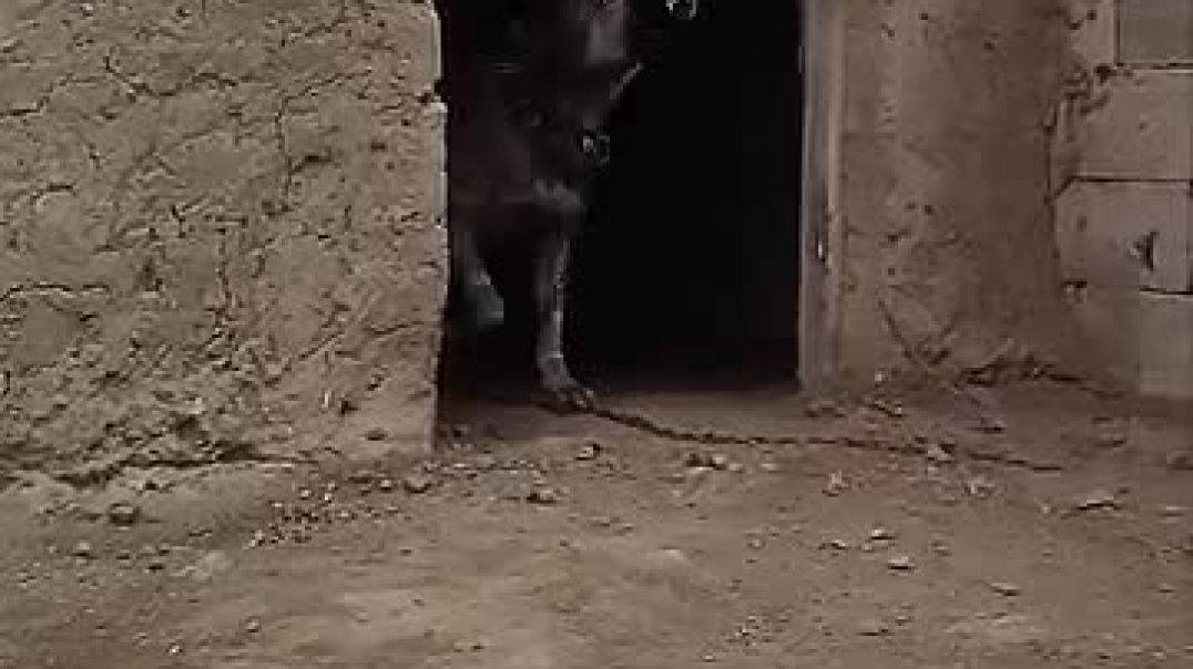 ⁣@dog @doglover  @doglife @dangerous @bulldog @funny @nature