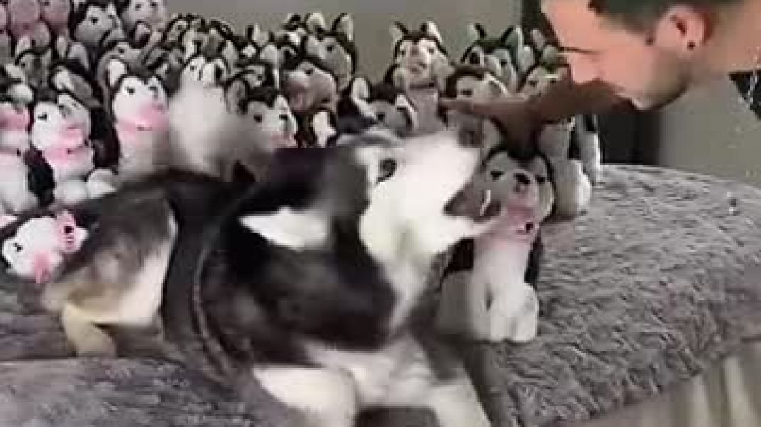 ⁣Surprising My Husky with 100 Puppies!