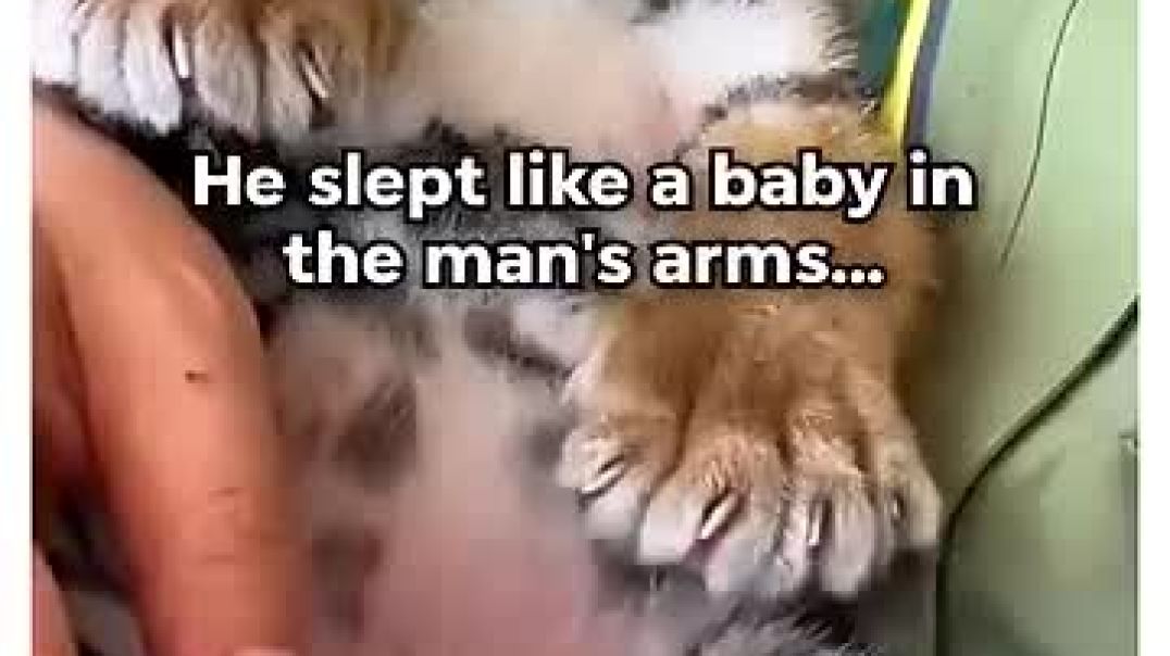 This man took in a helpless tiny cub @animals