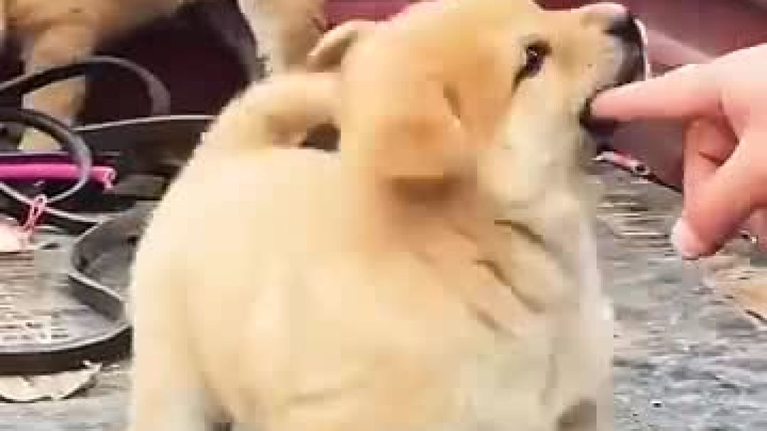 Cute puppy 🐶
