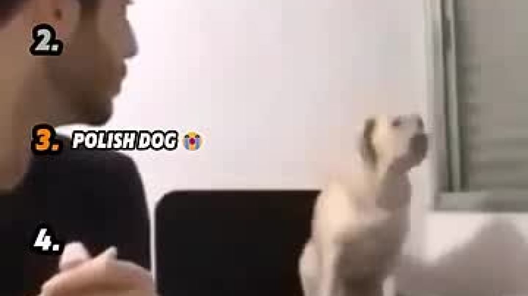 ⁣Ranking Best Funniest Dog Moments