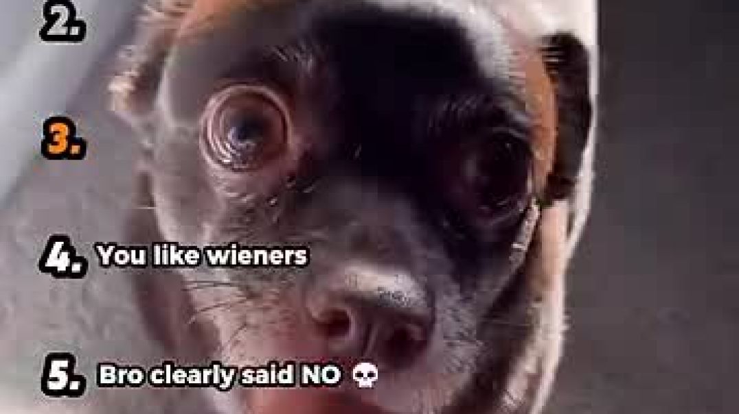 ⁣Ranking Dogs Understanding English - Part 2