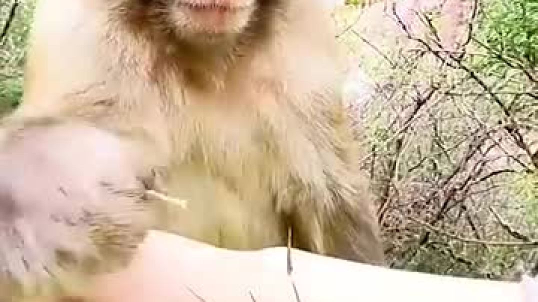 Humans with animals