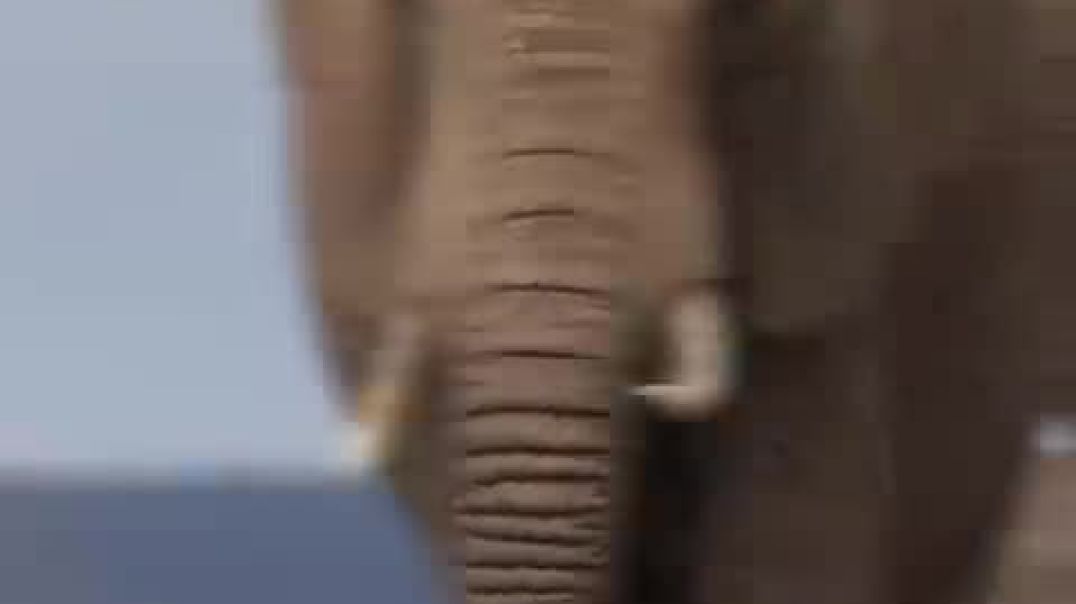 Which Animal Is The Loudest_🐋🦁🐘👂@animals @animalfacts