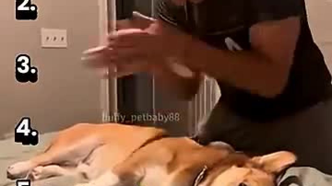⁣Ranking Best Animal Actors Everr @animalvideos  @animalactors