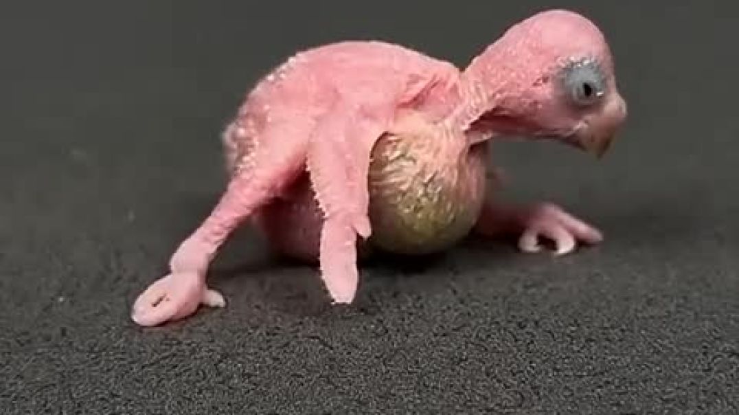 ⁣Caring for the chick