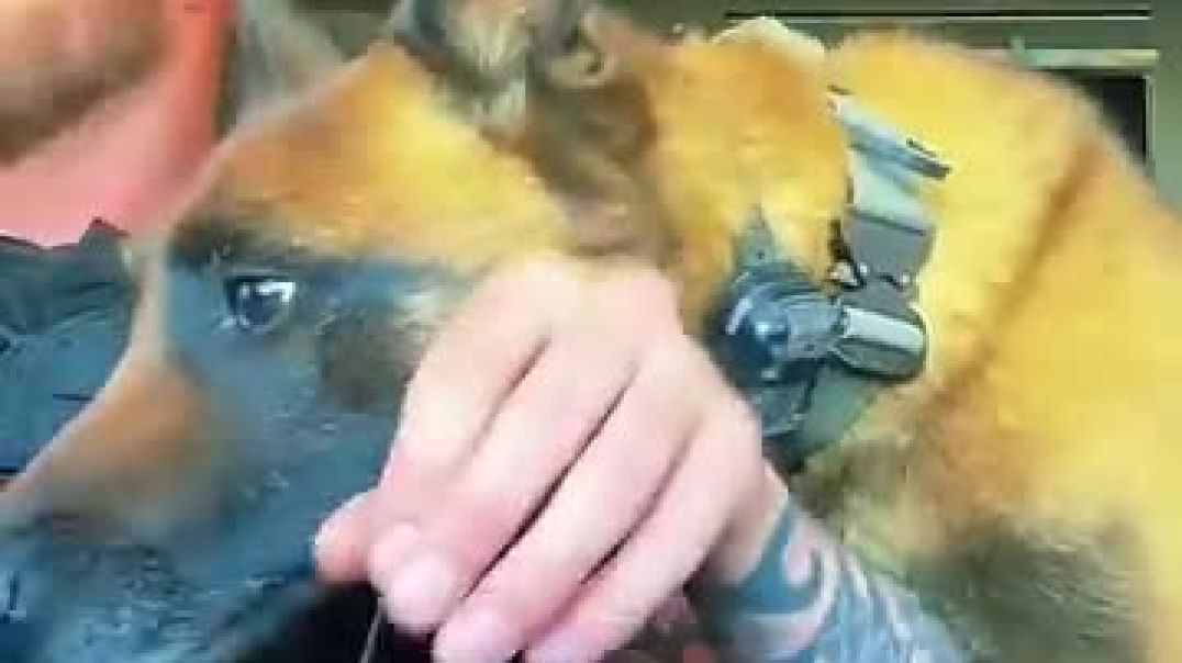 This dog wanted his own PUPPUCINO! ❤️