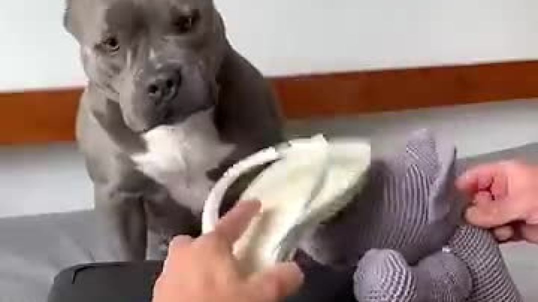 ⁣Smart doggy
