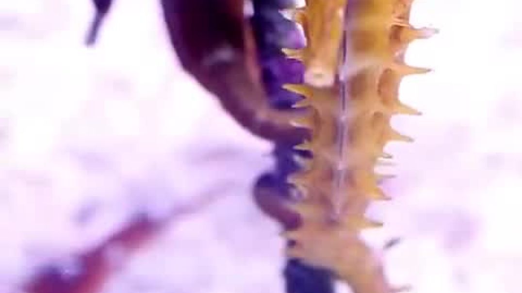 Seahorse DADS Are The Ones Who Get Pregnant!🌊🐎@animals @animalfacts