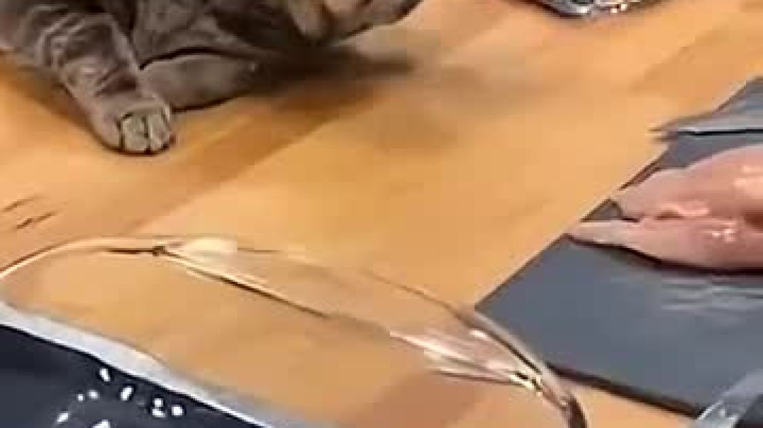 Cat funny moments @cat @memes